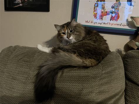 Best U Hot Rod Lincoln Images On Pholder Empires And Puzzles Crown Victoria And Aww