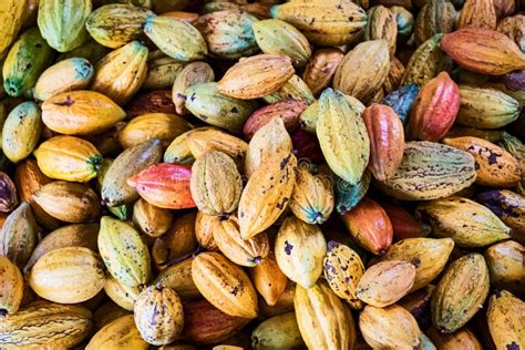 Forastero Cacao Bean Color Stock Photos Free And Royalty Free Stock