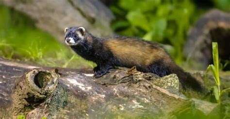 European Polecat - A-Z Animals