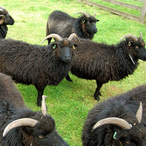 Hebridean Sheep Slate House Farm