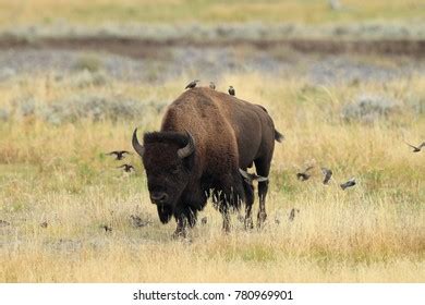 321 Charging bison Stock Photos, Images & Photography | Shutterstock