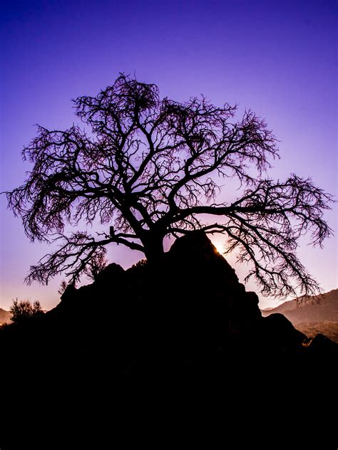 Joshua Tree National Park Sunrise on Behance