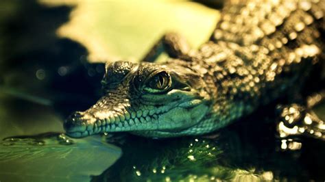 Alligator Wallpapers - Wallpaper Cave