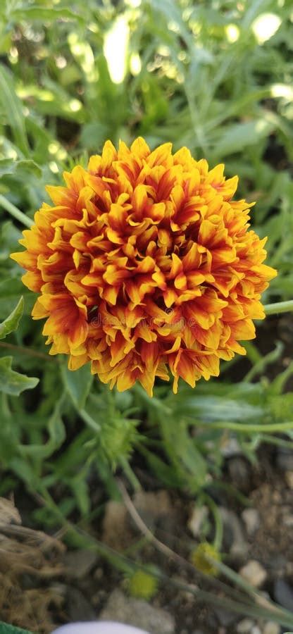 Indian Blanket Gaillardia Pulchella Firewheel Indian Blanket Indian