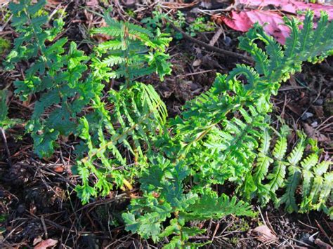 Crested Wood Fern Dryopteris Cristata Garden Center Point