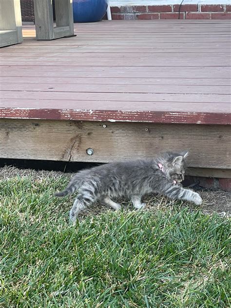 Can anyone help identify the breed? : r/cat