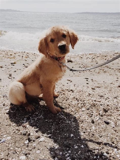 Golden retriever at the beach | Golden retriever, Retriever, Doggy