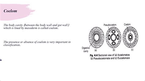 DIPLOBLASTIC & TRIPLOBLASTIC ORGANISATION,COELOM I NEET BIOLOGY I LEARN ...