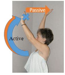 Rotator Cuff Epicondylitis ACL Tears Flashcards Quizlet