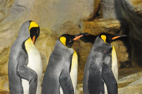 Emperor Penguins Aptenodytes Forsteri Stock Image Image Of Snow