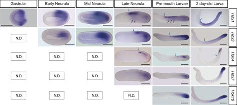 B Lanceolatum Hox Gene Expression Patterns Expression Profile Of