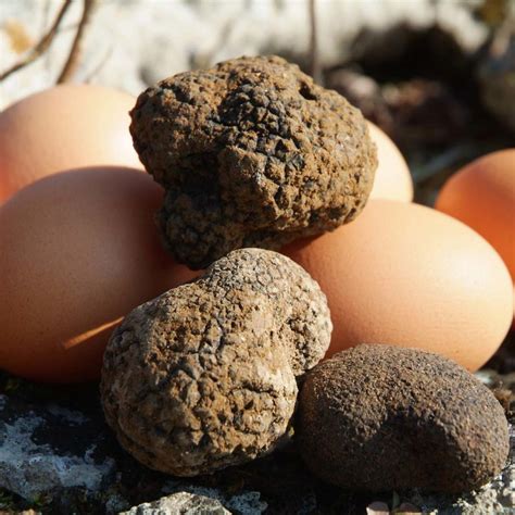 La truffe dété ou blanche du Périgord Tuber Aestivum Sarlat