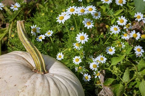 White Pumpkin and Daisies Photograph by Catherine Avilez