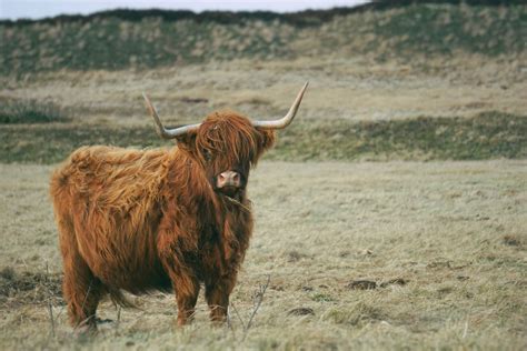 Highland Cows - Breed Profile, Facts & Photos