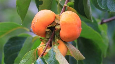 19 Best Persimmon Varieties for Your Garden