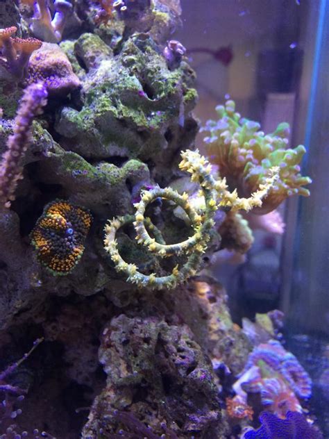 Feeding a maxima clam and corkscrew gorgonias! | Reef2Reef