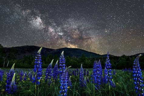 Download New Hampshire Usa Meadow Star Nature Night Mountain Flower