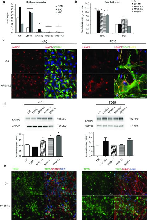 Ids Enzyme Activity Total Gags Levels And Lamp Expression Of Mps Ii