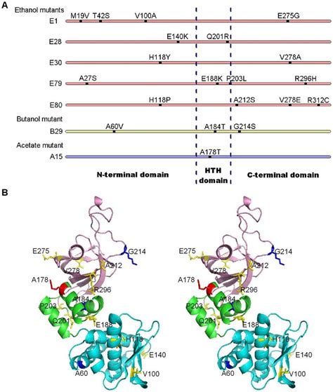 summary  location  mutation sites  summary  mutation sites