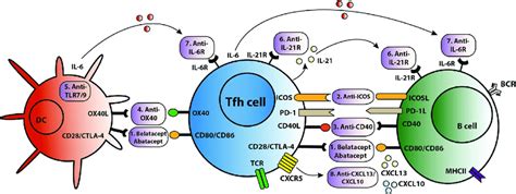 T Follicular Helper Tfh Targeted Immunotherapy Blockage Of The Tfh