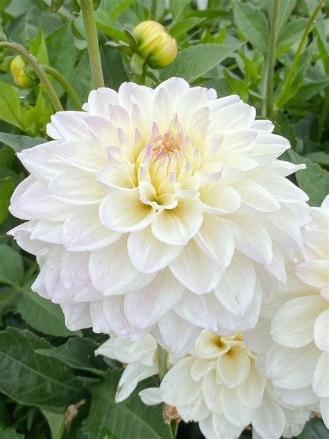 White Dahlias Artofit