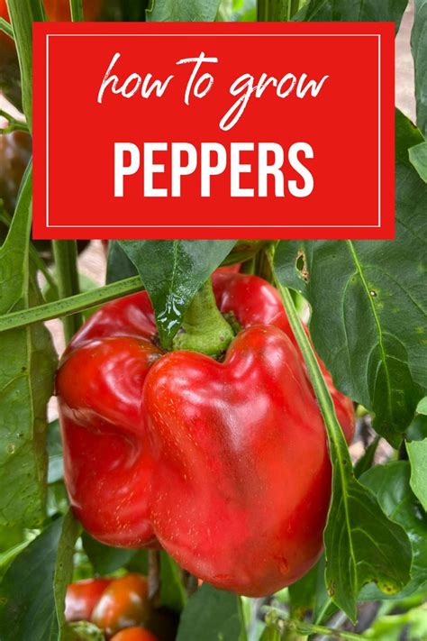 Red Peppers Growing On A Plant With The Words How To Grow Peppers