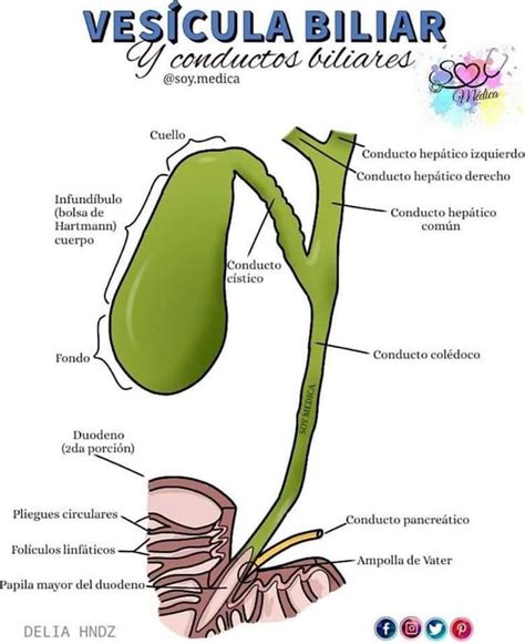 Pin de Andrea Otero en Aparato Digestivo Anatomía médica Anatomia y