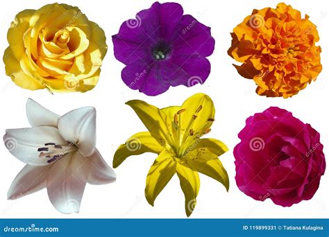 Top 999 Different Flowers Images Amazing Collection Different