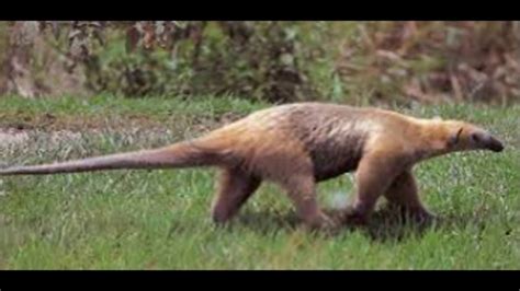 Plaan Oso Hormiguero O Melero Tamandua Tetradactyla