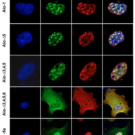 Transfection Of Aiolos Isoforms In Mammalian Cells A Schematic