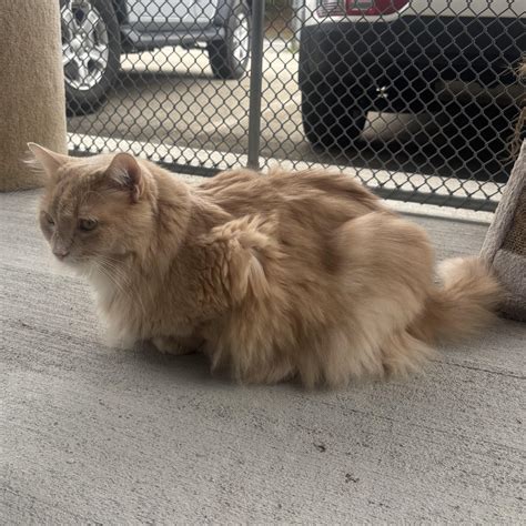 Morgan - Adopted | Petfinder