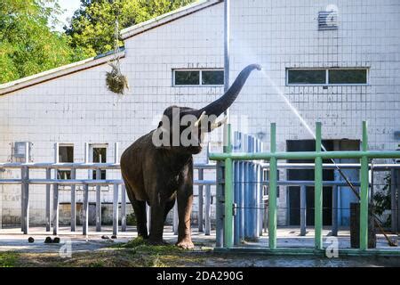 African Elephant Portrait Squirting Water Onto Its Face Stock Photo Alamy