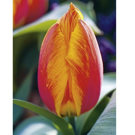 Tulip Bulbs Flair At Dobies Spring Flowering Bulbs Sutton Seeds Tulip Bulbs