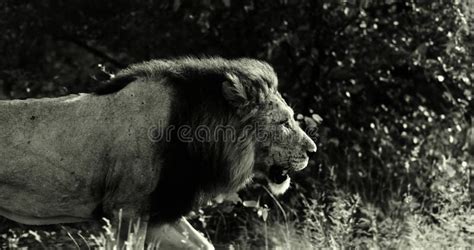 Epic Cinematic Male Lion In Wild Africa On Safari Slow Motion Black