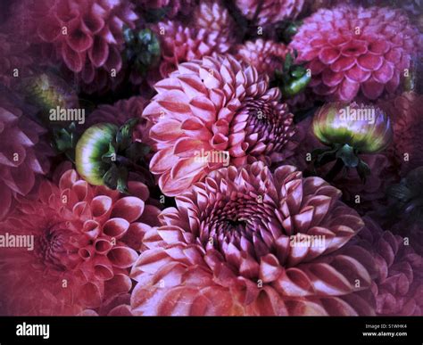 Pink Dahlias Hi Res Stock Photography And Images Alamy