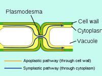 7 Plasmodesmata ideas | plant physiology, plasma membrane, plant cell