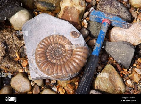 A Fossil Ammonite On The Beach On The Jurassic Coast In Lyme Regis