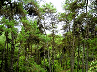 Himalayan subtropical pine forests - Alchetron, the free social ...