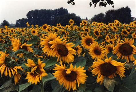 Sunflowers Screensaver screenshots - Windows 7 download - win7dwnld.com