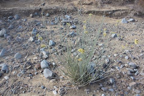 rush milkweed from Mulegé B C S México on July 5 2021 at 08 06 AM