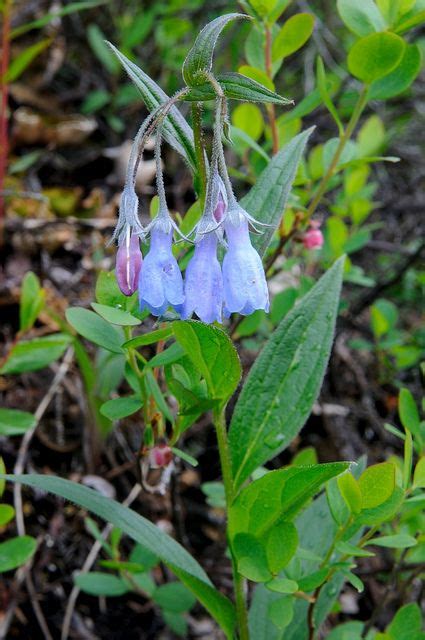 100 Flowers of Alaska ideas | arctic tundra, alaska, flowers