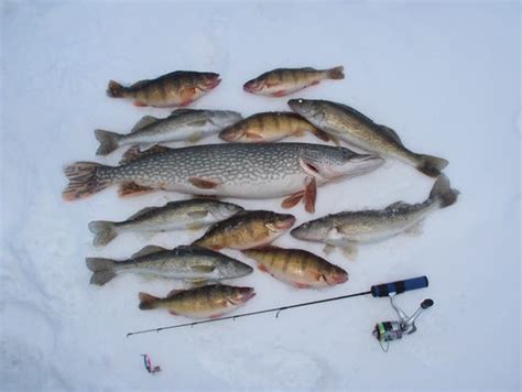 Devils Lake Perch Fulfill Jumbo Dreams Of Wisconsin Anglers