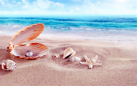 Beach Seashells Wallpaper