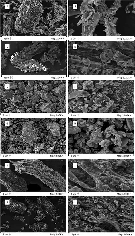 Scanning Electron Microscopy SEM Images Of In Natura Lettuce Roots