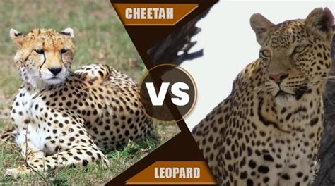 Cheetah Vs Leopard Myths Facts And Incredible Insights The Infox