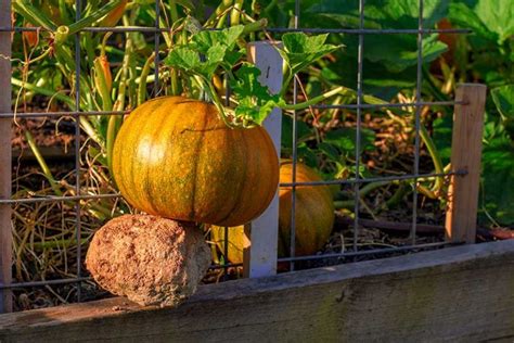 Growing Pumpkins In Small Spaces Tips For All