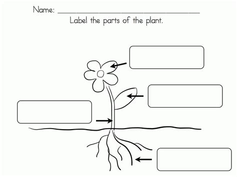 Parts Of A Plant Coloring Pages For Kids