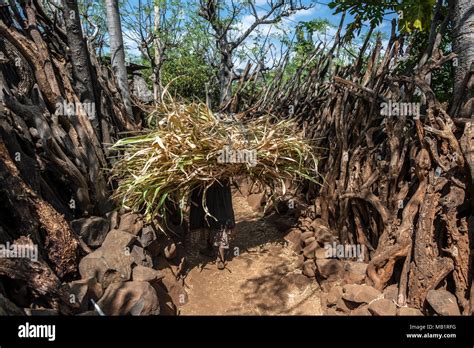 Woman Carrying Corn Plants In A Village Of The Konso Tribe Ethiopia