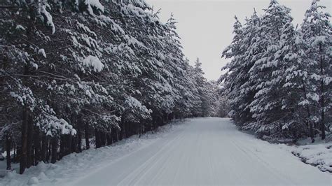 View of snowy road and majestic trees. Landscape video of snow covered ...