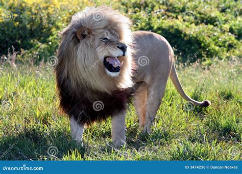 Huge Roaring Male Lion Royalty Free Stock Image - Image: 3474236